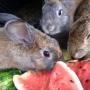 Давать ли кроликам арбузные корки?