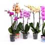 Правильное выращивание орхидеи фаленопсис в домашних условиях