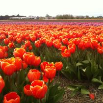 Сезон тюльпанов в голландии Где в голландии поля тюльпанов