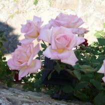 Как правильно выращивать плетистые розы
