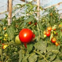 Особенности выращивания помидоров в теплицах из поликарбоната