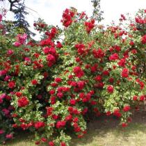 Как правильно посадить плетистую розу весной