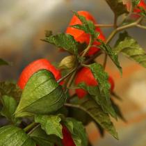 Физалис — приятный цветок и ягода: выращивание и уход Физалис декоративный