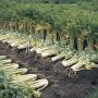 زراعة الكرفس والعناية به في الأرض المفتوحة كيفية زرع وغرس الشتلات في الأرض