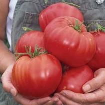 أصناف الطماطم للأرض المفتوحة: الأفضل على الإطلاق