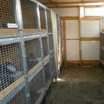 Elevage de lapins de hangar : on le présente sur notre site Comment faire des hangars